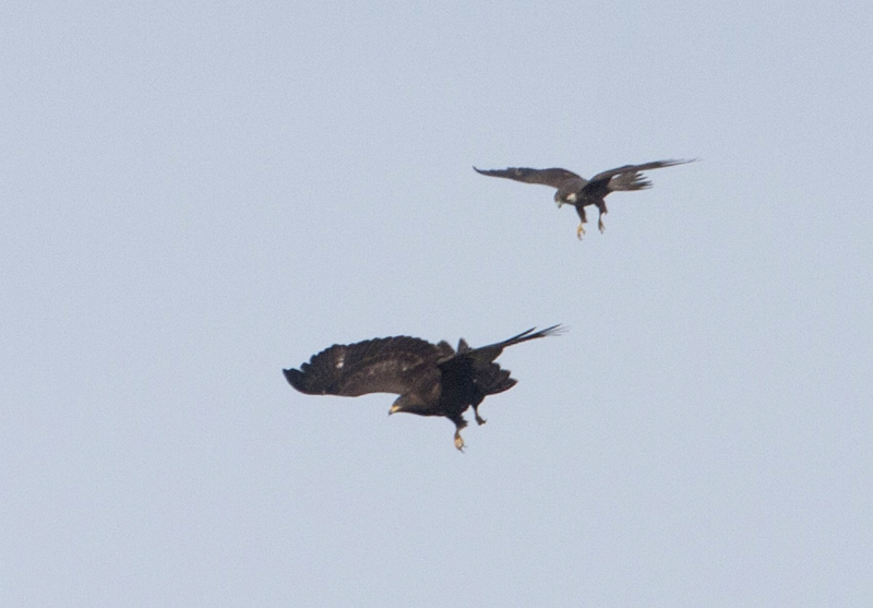 Aiuto per identificazione rapace in mobbing